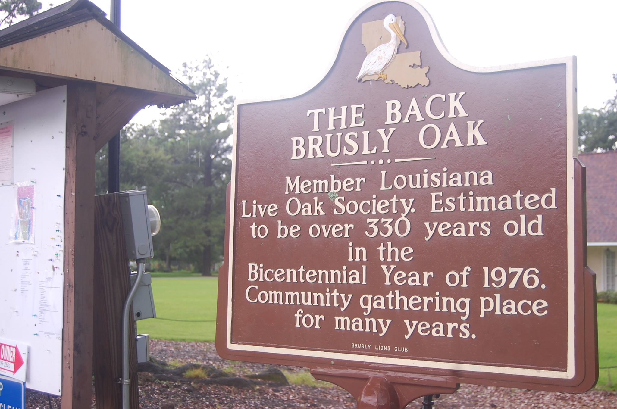 Back Brusly Oak