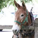 Sugar Fest West Baton Rouge